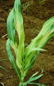 Penyakit Bulai Pada Tanaman Jagung