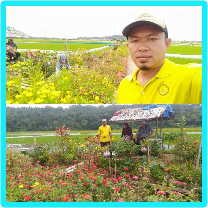 Bertanam Refugia Untuk Pengendalian Hama Dan Penyakit Pada Tanaman Padi