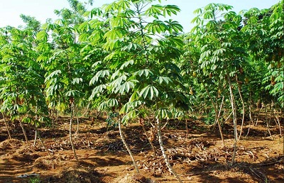 PEMUPUKAN ORGANIK PADA TANAMAN TEBU