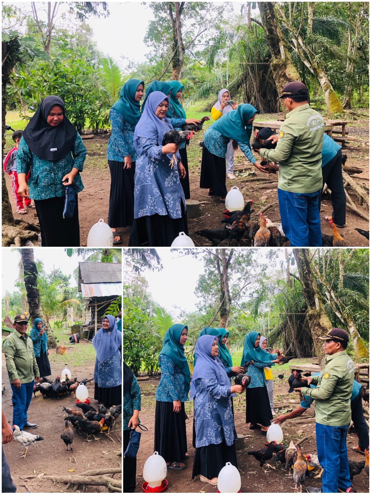 BUDIDAYA AYAM KAMPUNG (KUB) KECAMATAN SIAK KECIL 