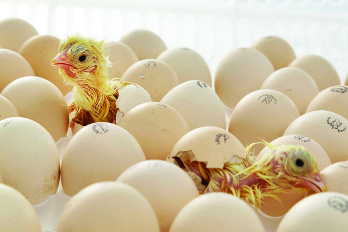 UPAYA MENANGKAL CHICKEN ANEMIA VIRUS PADA KANDANG
