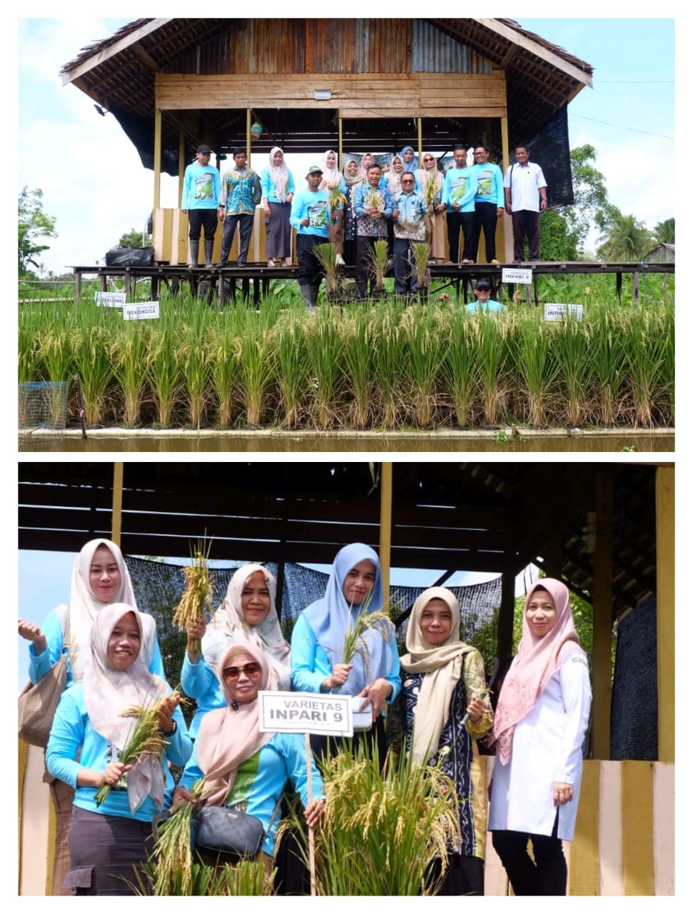 BPP Amuntai Selatan Dukung Program Rawa Makmur Uji Empat Varietas Padi Melalui Inovasi Padi Apung