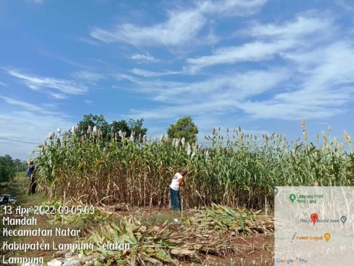 PEMANFAATAN TEKNOLOGI SILASE JERAMI SORGUM  UNTUK PAKAN TERNAK SAPI DAN KAMBING