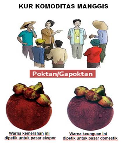 MENINGKATKAN DAYA SAING MANGGIS MELALUI KUR DAN MENJAGA MUTU BUAH