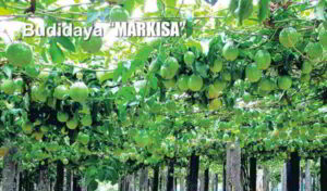 Cara Budidaya Markisa (passiflora) Dari Biji
