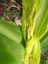 Hama Penggerek Batang Pada Tanaman Jagung