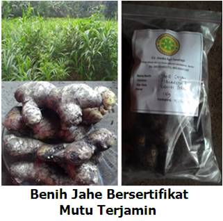 MENINGKATKAN NILAI TAMBAH JAHE MELALUI SERTIFIKASI BENIH