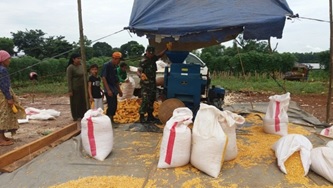 PENERAPAN PENGELOLAAN TANAMAN TERPADU JAGUNG