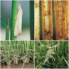 Gejala Penggerek Batang (sundep/beluk) Padi Dan Cara Pengendaliannya