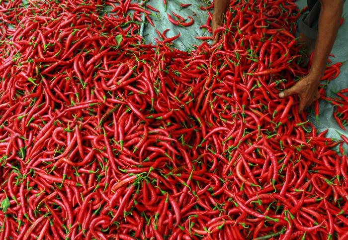 PENANGANAN PASCA PANEN CABAI