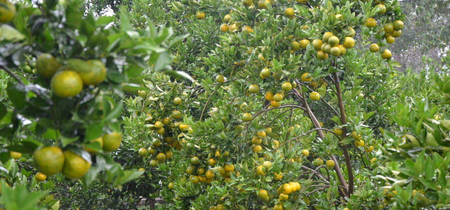 Produksi Benih Sumber Jeruk (Citrus spp.) SNI 9214:2023
