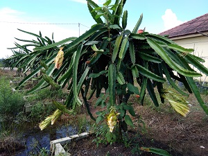 BUDIDAYA BUAH NAGA DI LAHAN SAWAH