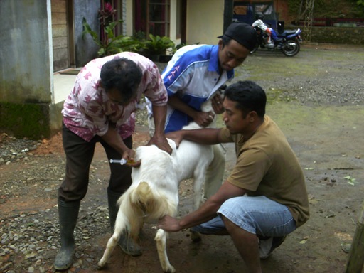 Penanganan Penyakit Scabies Pada Ternak Kambing