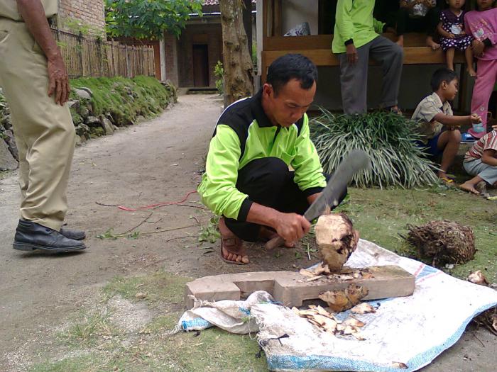 Pembuatan Pupuk Fosfor Cair Dari Bonggol Pisang, Desa Talun Kec.ngebel