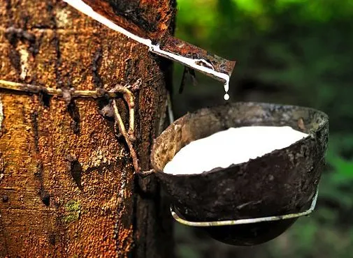 Indo GAP - Cara Budidaya  Tanaman Pangan yang Baik