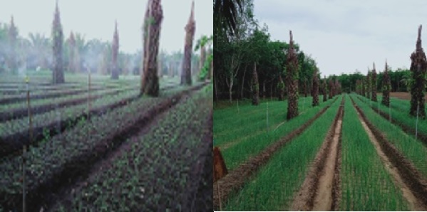APLIKASI IRIGASI SPRINKLER PADA BUDIDAYA BAWANG MERAH 