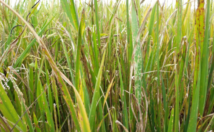 Rekomendasi Pengendalian Hama dan Penyakit secara Terpadu untuk Semua Agroekosistem Tanaman Padi