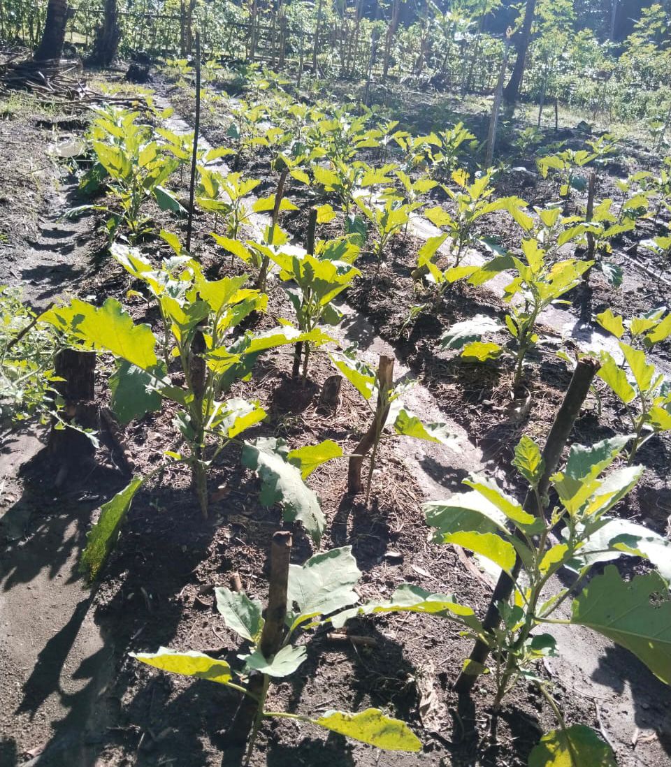 Teknologi Budidaya Tanaman Terong 