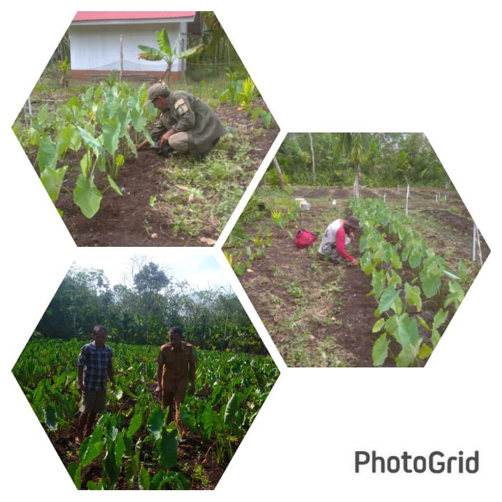 PENGENDALIAN HAMA DAN PENYAKIT TANAMAN TALAS (Colocasia esculenta (L.) Schott)