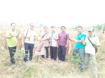 JAGUNG PERTIWI SIAP DIPANEN