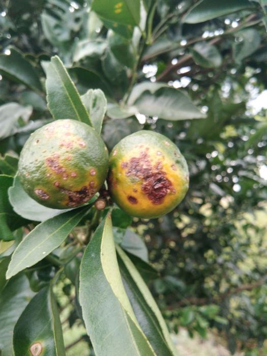 ANCAMAN LIMA PENYAKIT SISTEMIK PADA TANAMAN JERUK