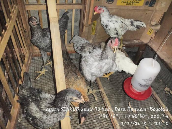 PENYUSUNAN RANSUM DAN POLA PEMBERIANNYA