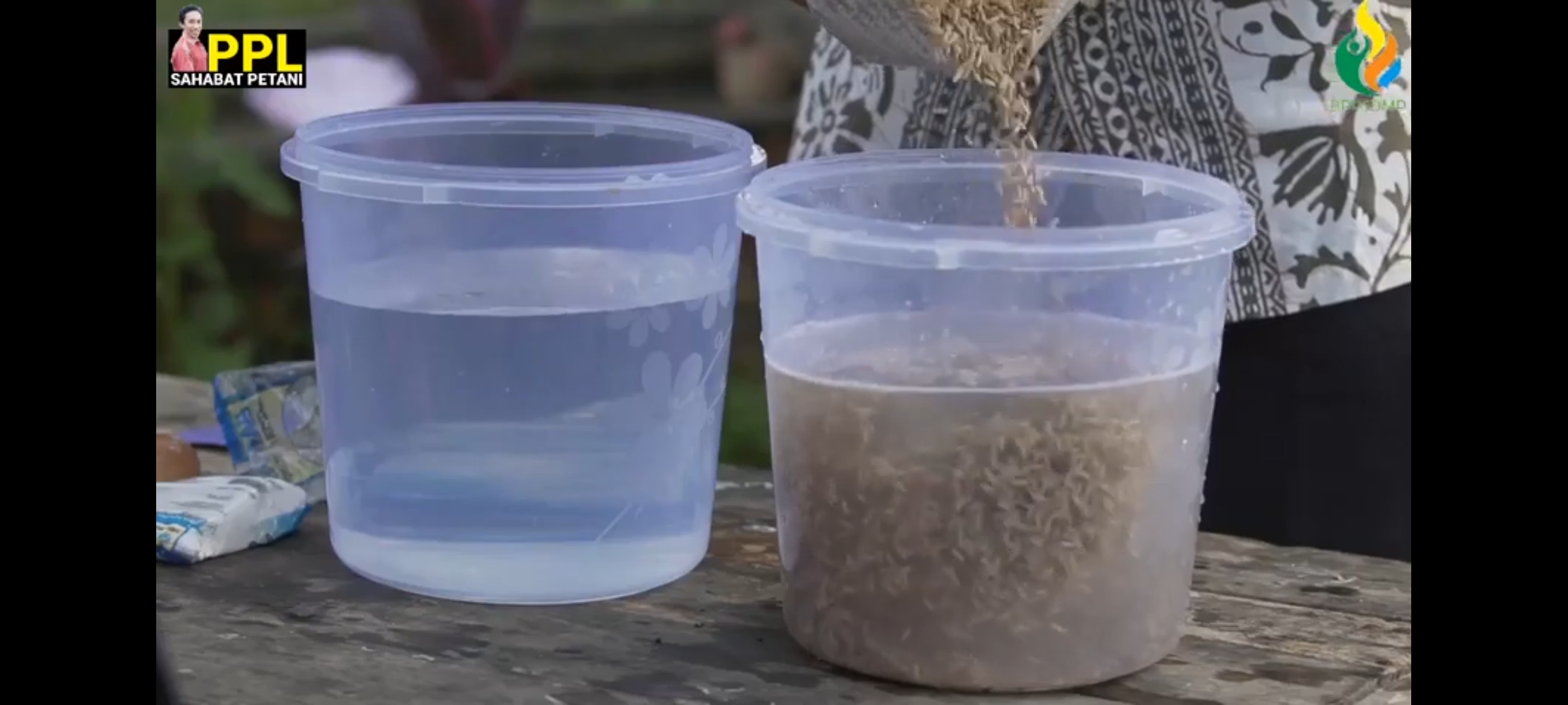 Seleksi Benih Padi Dengan Larutan Garam