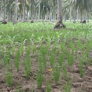 hama dan penyakit tanaman nilam (pogostemon cablin benth) dan penanggulangannya