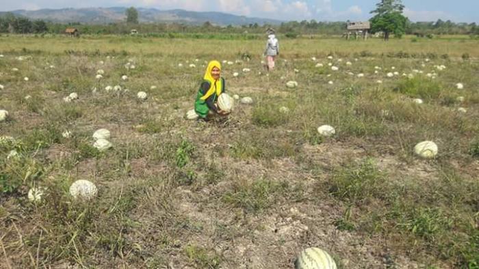    LIMA  MANFAAF BUAH SEMANGKAYANG BELUM KITA KETAHUI  