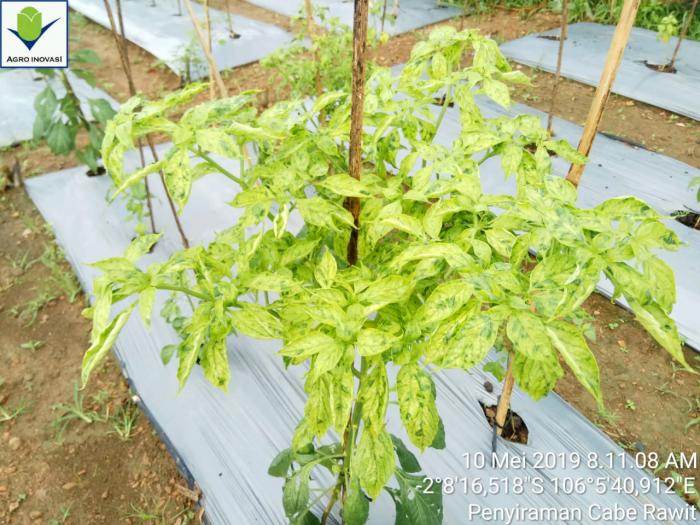 VIRUS KUNING : MUSUH PETANI CABAI