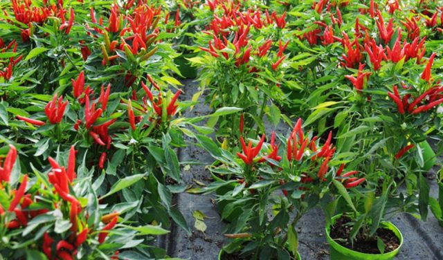 Teknik Sederhana Tanam Cabe Di Pot Agar Berbuah Lebat