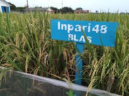 MENGENAL INPARI 48 BLAS, ALTERNATIF SOLUSI MENGATASI PENYAKIT BLAS PADA TANAMAN PADI
