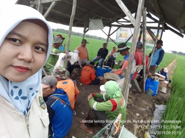 GERAKAN PENGENDALIAN OPT PADA TANAMAN PADI KELOTA BUNGUR JAYA DESA PUSAKAJAYA KEC. PUSAKAJAYA