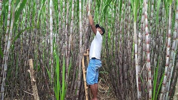 PENGELOLAAN PERKEBUNAN TEBU