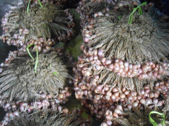 PENGENDALIAN ORGANISME PENGGANGGU TANAMAN (POPT) PADA BAWANG MERAH