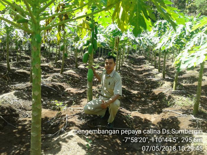 Budidaya Pepaya dengan Cangkok