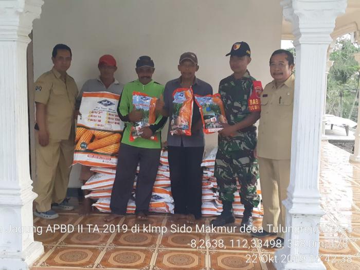 PENGEMBANGAN TANAMAN JAGUNG DI BPP WATES KABUPATEN BLITAR