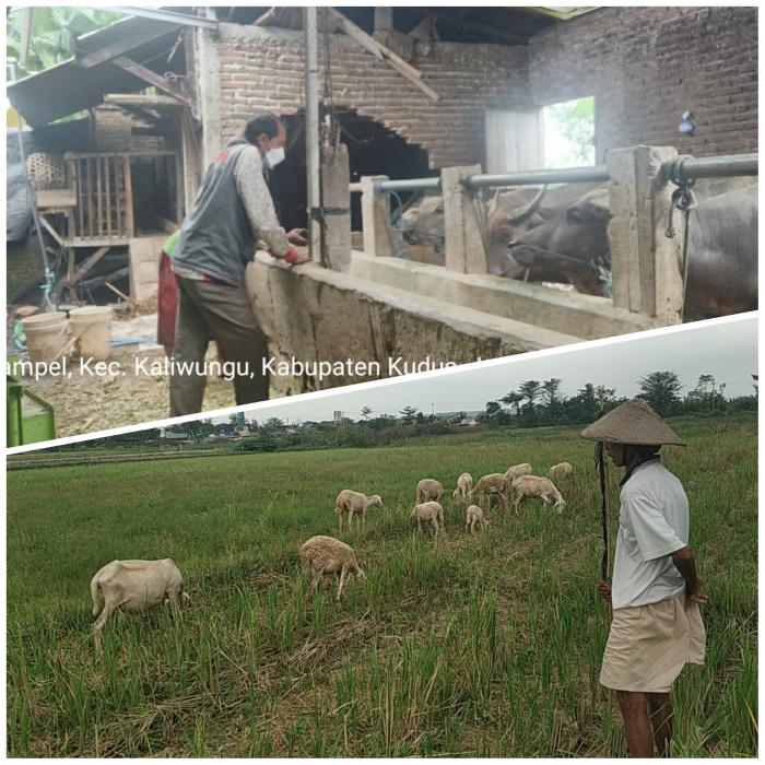Bahaya Beternak Kerbau Berdampingan dengan Domba (Artikel 30 Maret 2022, Posting Ulang 15 Januari 2023)