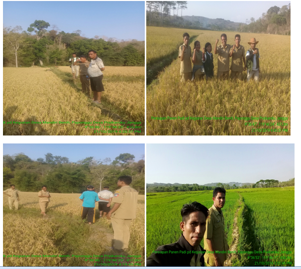 Kegiatan Kaji Terap Pupuk Pada Tanaman Padi Sawah
