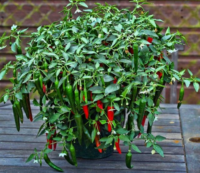 Cara Sukses Menanam Cabai dalam Polibaq di Pekarangan Rumah