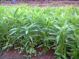 PENGENDALIAN HAMA WERENG PADA PADI  DENGAN PESTISIDA ALAMI  (Solusi Membantu Petani dengan Tetap Menjaga Keseimbangan Ekosistem)