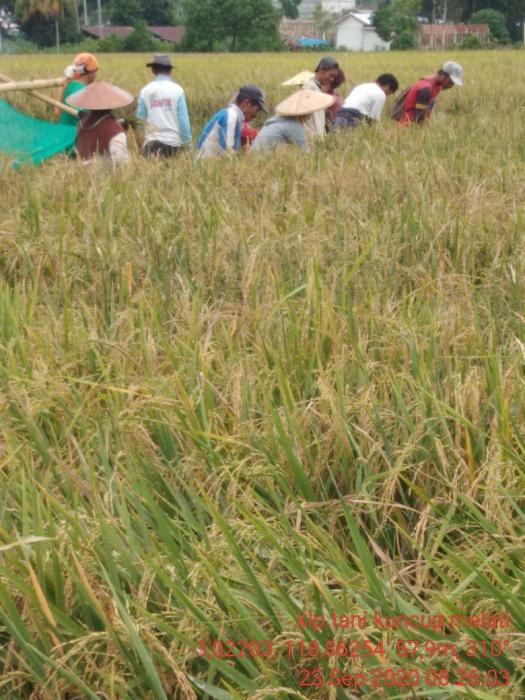 Petani Malunda Tetap Panen Padi Ditengah Pandemi Covid-19