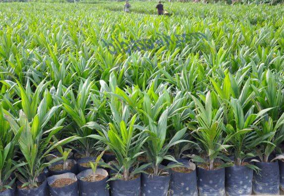 Teknik Peningkatan Mutu Jeruk