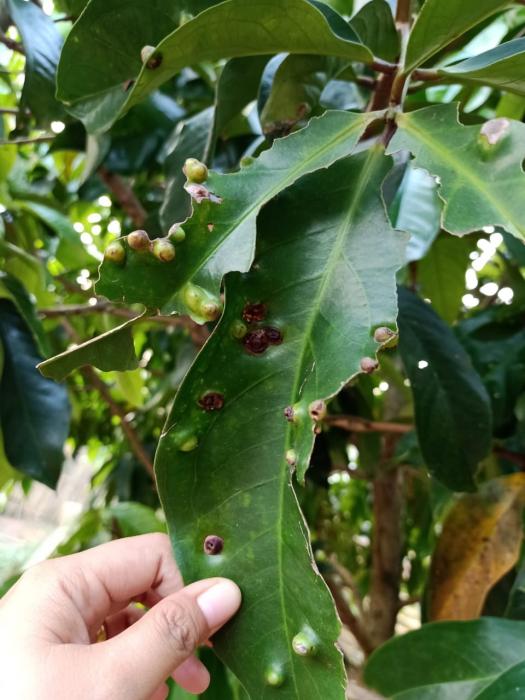pengendalian opt lalat bisul daun pada tanaman jambu air