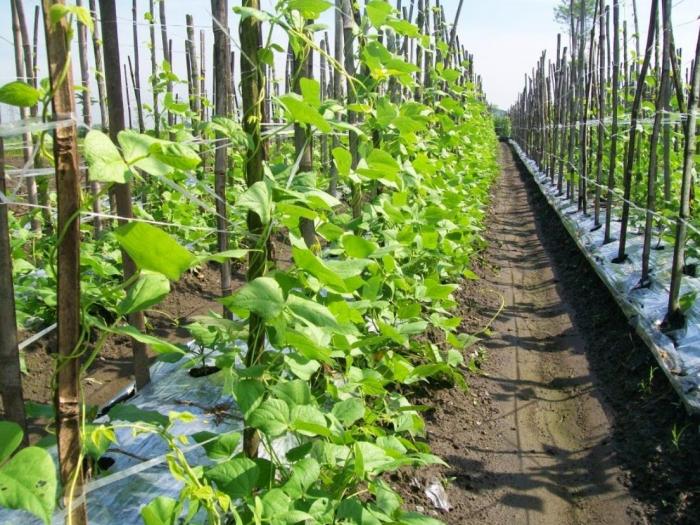 Meningkatkan Pendapatan Petani dengan Pola Tanam Polikultur