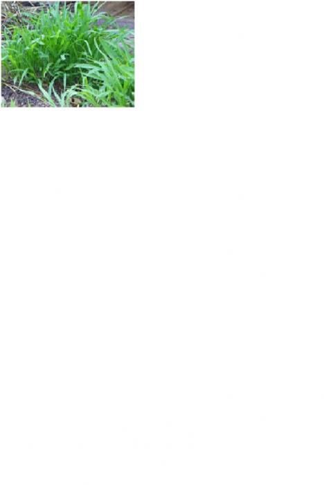 Cara Menanam Rumput Gajah Odot Sebagai Altenatif Pakan Ternak