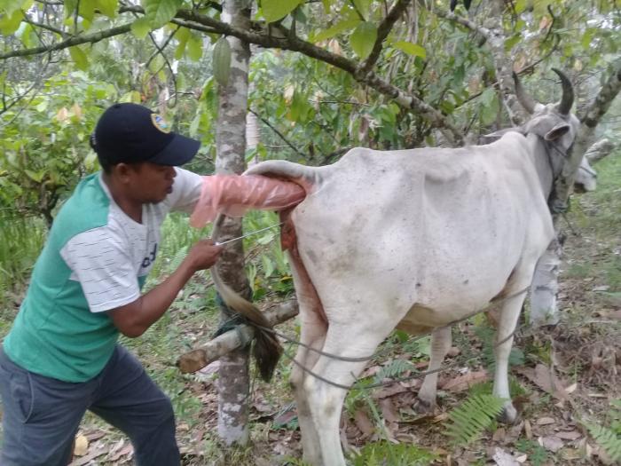 MANFAAT INSEMINASI BUATAN (IB) PADA TERNAK SAPI 