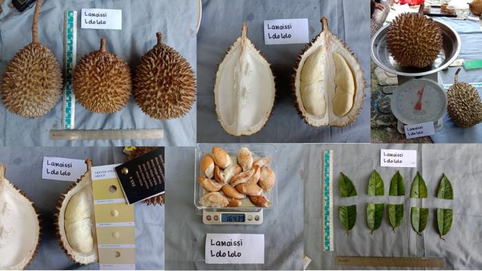 Karakterisasi Morfologi Durian Lokal Lamaissi Lolo loloÃ¢â‚¬Â asal Kabupaten Polewali Mandar