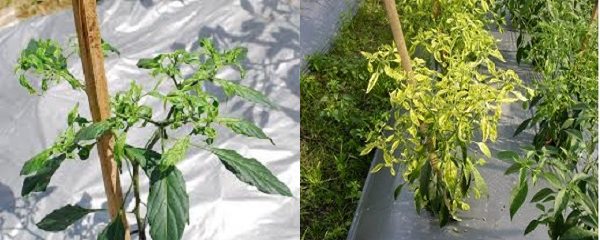 Cara Mengatasi Daun Keriting Pada Tanaman Cabe
