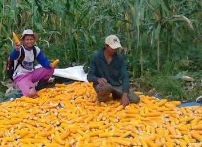 PAKAN DAN PENYAKIT PADA SAPI POTONG 